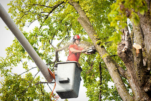 Clay, KY Tree Care  Company